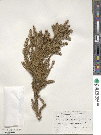 Cryptomeria japonica var. japonica image