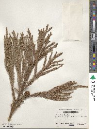 Cryptomeria japonica image