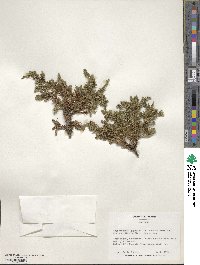 Cryptomeria japonica var. japonica image