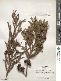 Cryptomeria japonica var. japonica image