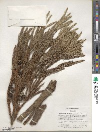 Cryptomeria japonica image