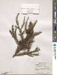 Cryptomeria japonica var. japonica image