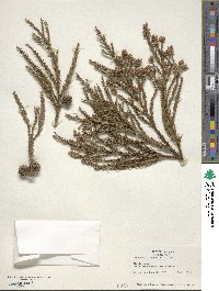 Cryptomeria japonica var. japonica image