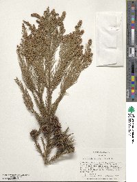 Cryptomeria japonica image