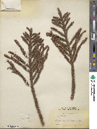 Cryptomeria japonica image