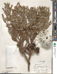 Cryptomeria japonica image