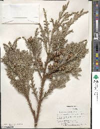 Cryptomeria japonica var. japonica image