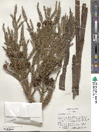 Cryptomeria japonica image