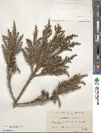 Cryptomeria japonica image