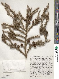 Cryptomeria japonica var. japonica image