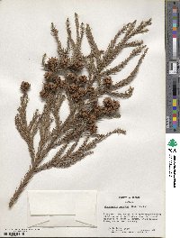 Cryptomeria japonica var. japonica image