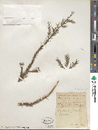 Cryptomeria japonica var. japonica image