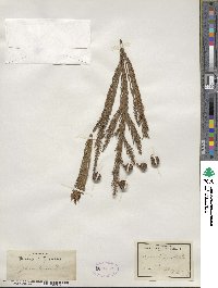 Cryptomeria japonica var. japonica image