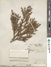 Cryptomeria japonica var. japonica image