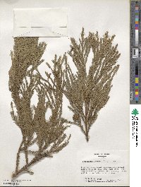 Cryptomeria japonica var. japonica image