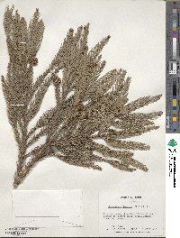 Cryptomeria japonica var. japonica image