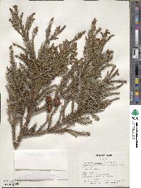 Cryptomeria japonica image