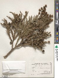 Cryptomeria japonica var. japonica image