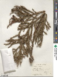 Cryptomeria japonica image