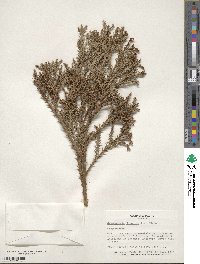 Cryptomeria japonica image