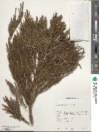 Cryptomeria japonica var. japonica image