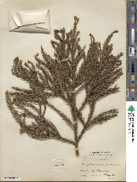 Cryptomeria japonica image