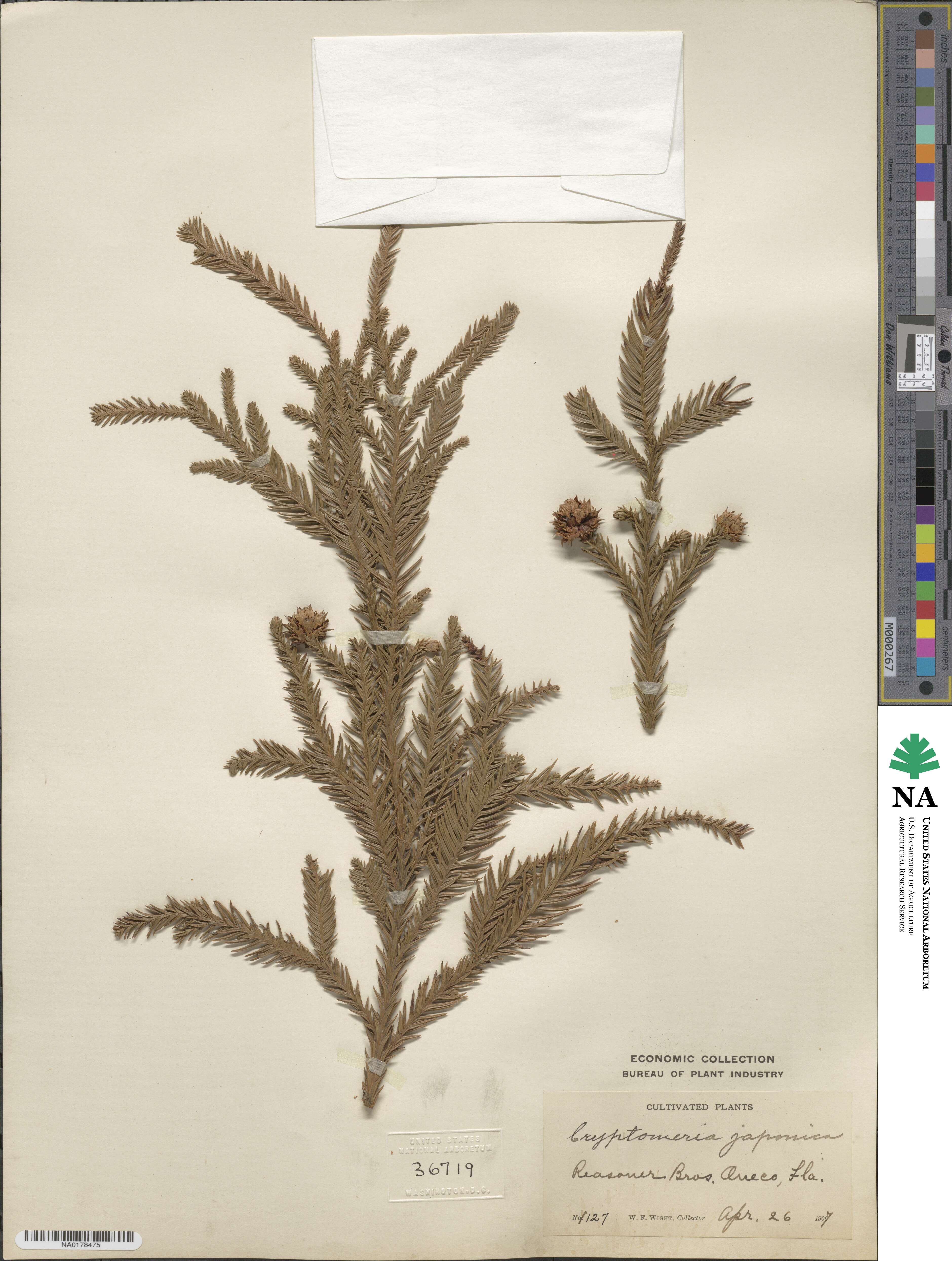 Cryptomeria japonica image