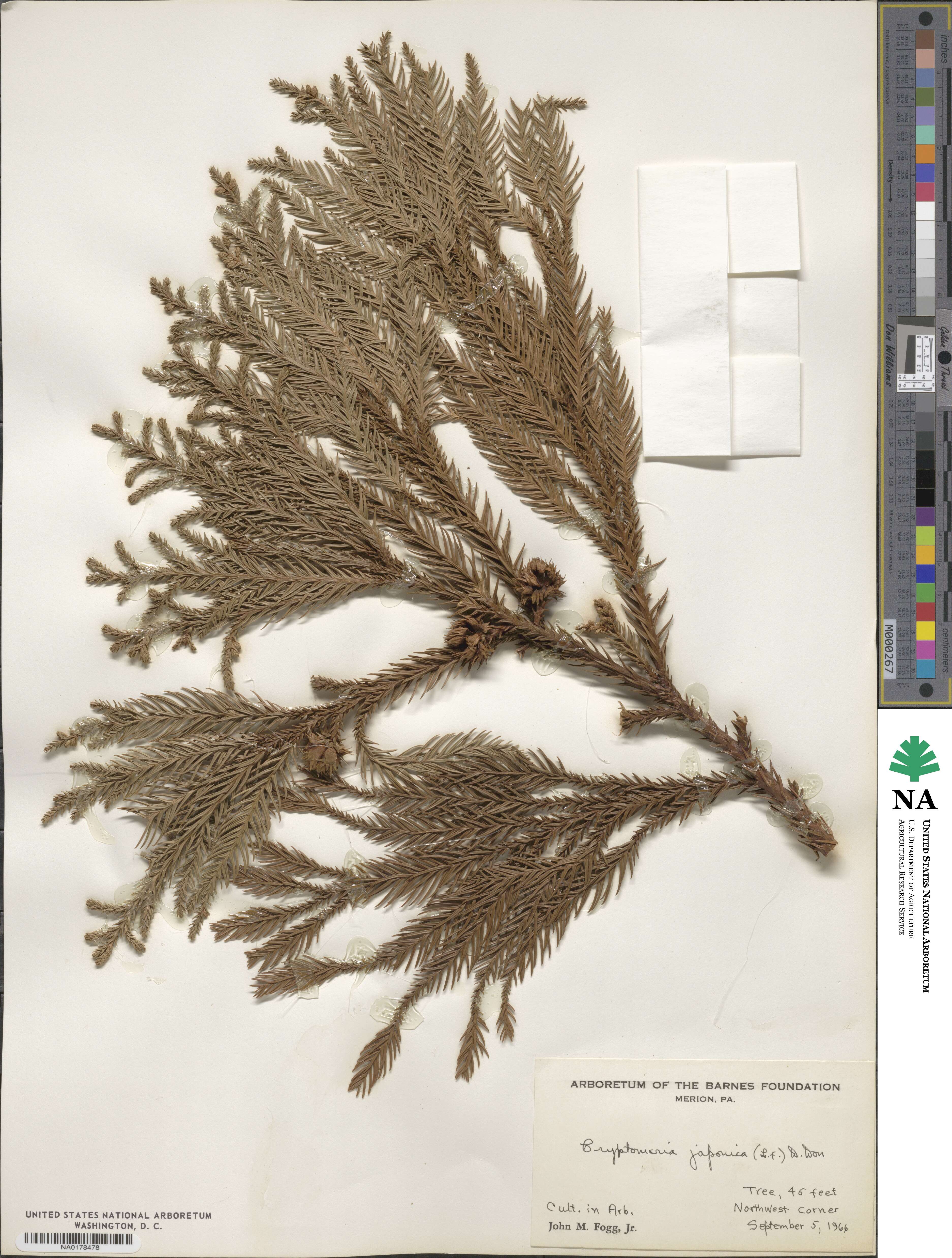 Cryptomeria japonica image