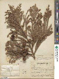 Cryptomeria japonica var. japonica image