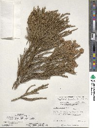 Cryptomeria japonica image