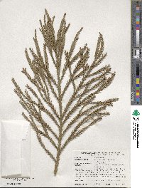 Cryptomeria japonica image