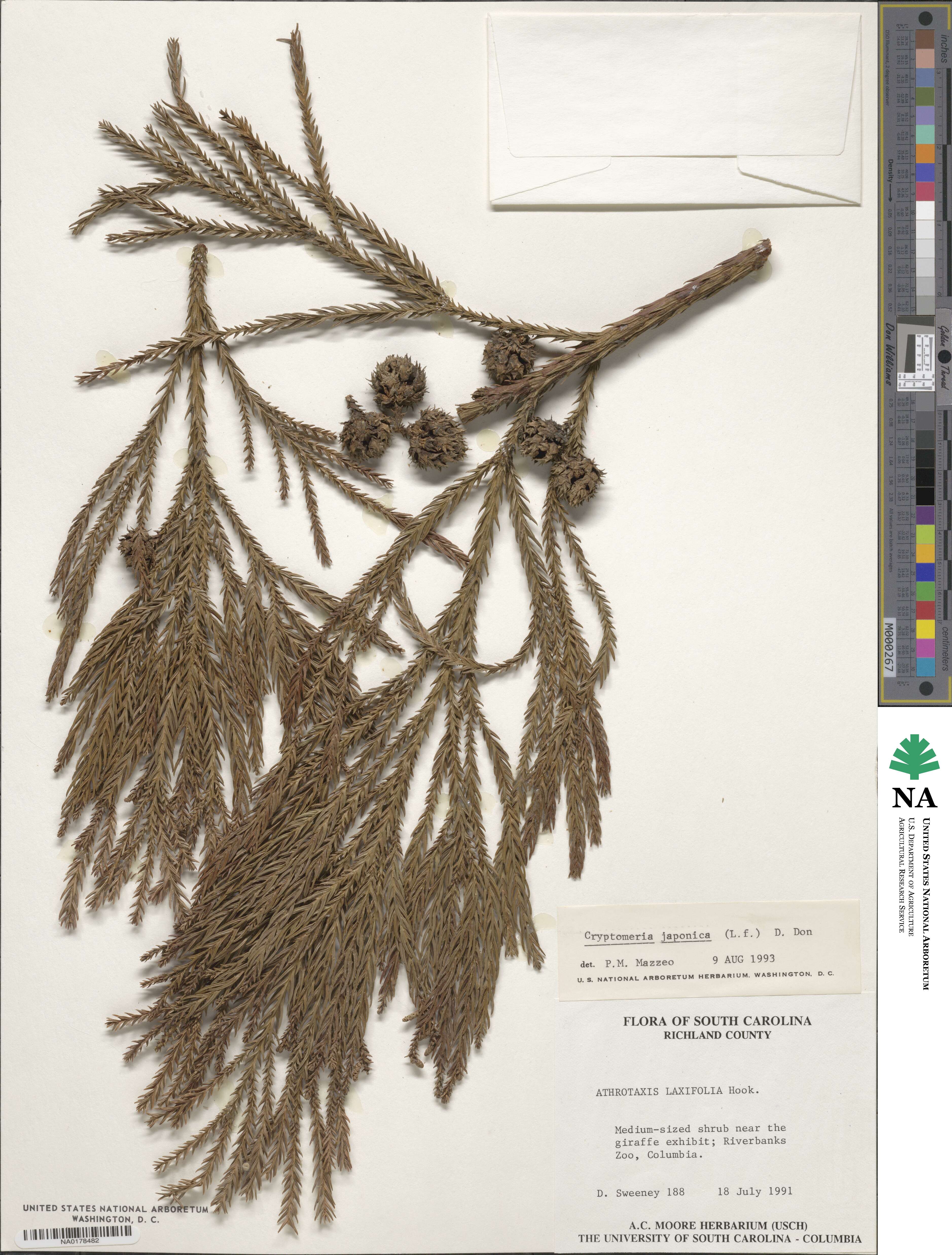 Cryptomeria japonica image