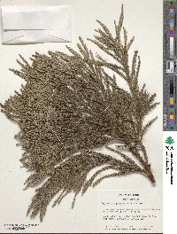 Cryptomeria japonica var. japonica image