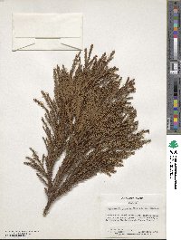 Cryptomeria japonica image