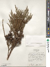 Cryptomeria japonica image