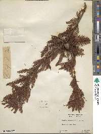 Taxodium distichum image