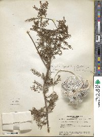 Taxodium distichum image