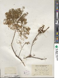 Taxodium distichum image