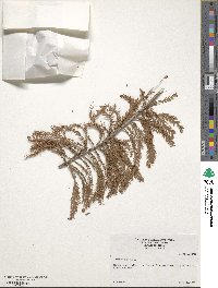 Taxodium distichum image