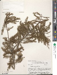 Taxodium distichum image