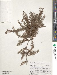 Taxodium distichum image