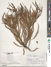 Taxodium distichum image