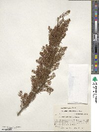 Taxodium distichum image