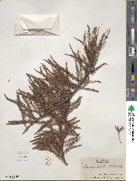 Taxodium distichum image