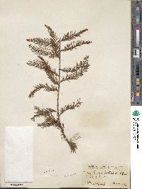 Taxodium distichum image