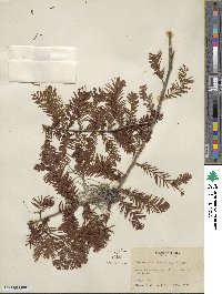 Taxodium distichum image