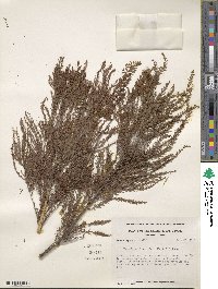 Taxodium distichum image