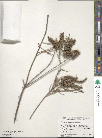 Taxodium distichum image