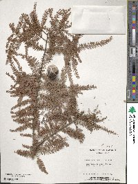 Taxodium distichum image