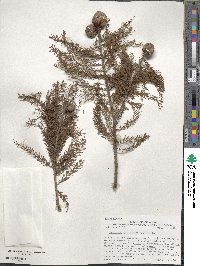 Taxodium distichum image